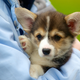 Illustration for article titled Dogs Are Now At Risk From Super Bacteria, Too